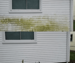 Before and After of a soft wash siding cleaning in Port Clinton Ohio by Certified Restoration and Squeaky Peak